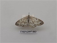 藏品(尺蛾110)的圖片